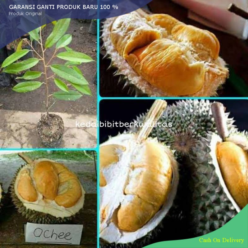 Bibit Durian Ochee Duri Hitam okulasi bibi durian duri hitam