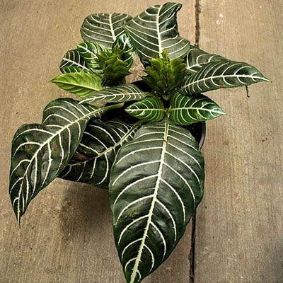 Apelandra Zebra (Aphelandra squarrosa) bibit tanaman hias daun plantstara