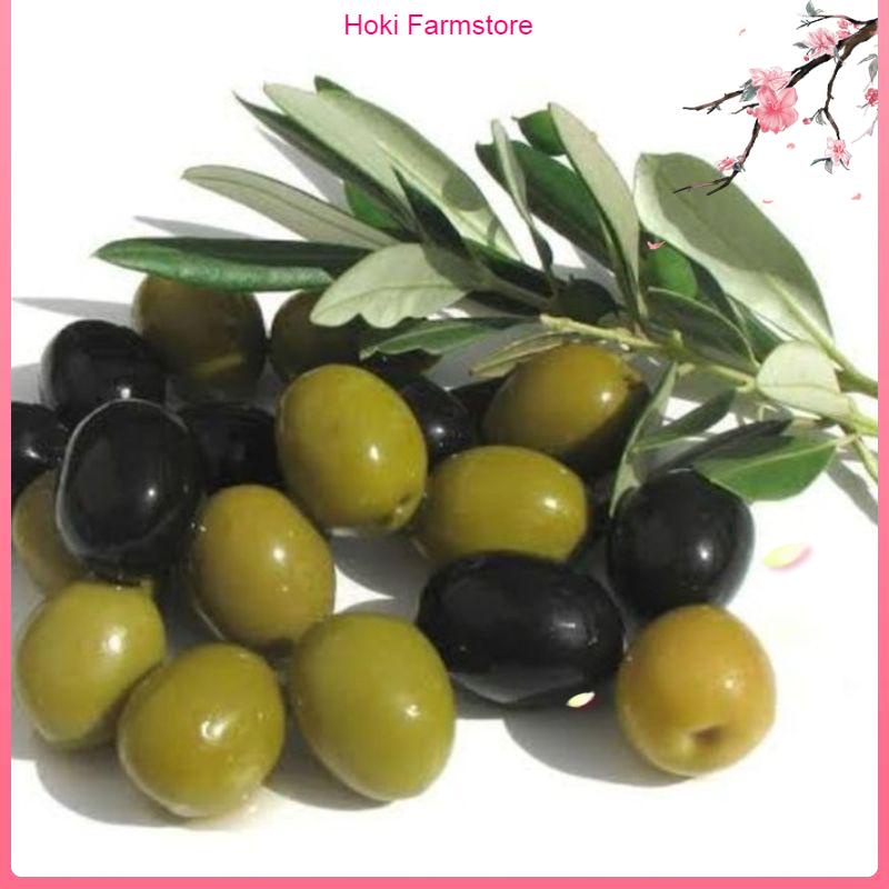 Terlaris Bibit Tanaman Pohon Buah Zaitun-Bibit Buah