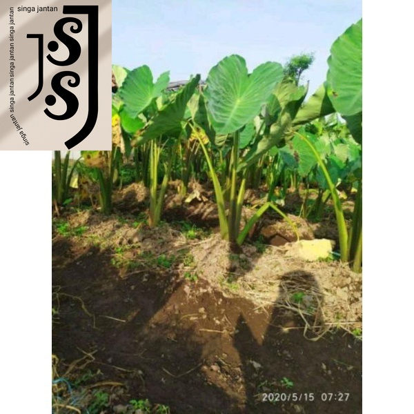 Bibit Talas Gajah Pulen mbote Bibit Tanaman