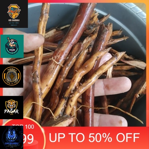 

Akar pinang segar 1kg - Ambil cuci kirim #murah