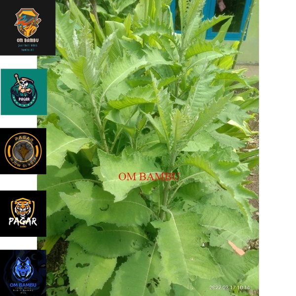

daun sembung