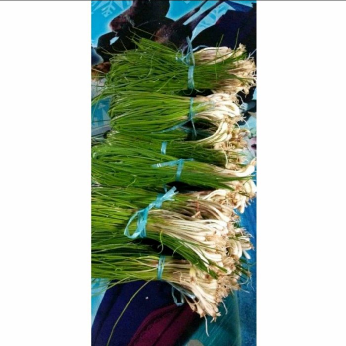 

sayur bawang kuncai segar 250gram