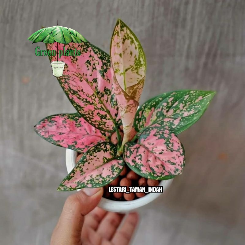 aglonema ruby bibit tanaman aglonema ruby pink