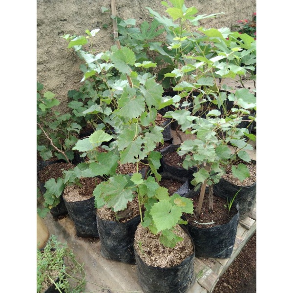 BIBIT ANGGUR MERAH MANIS LOKAL