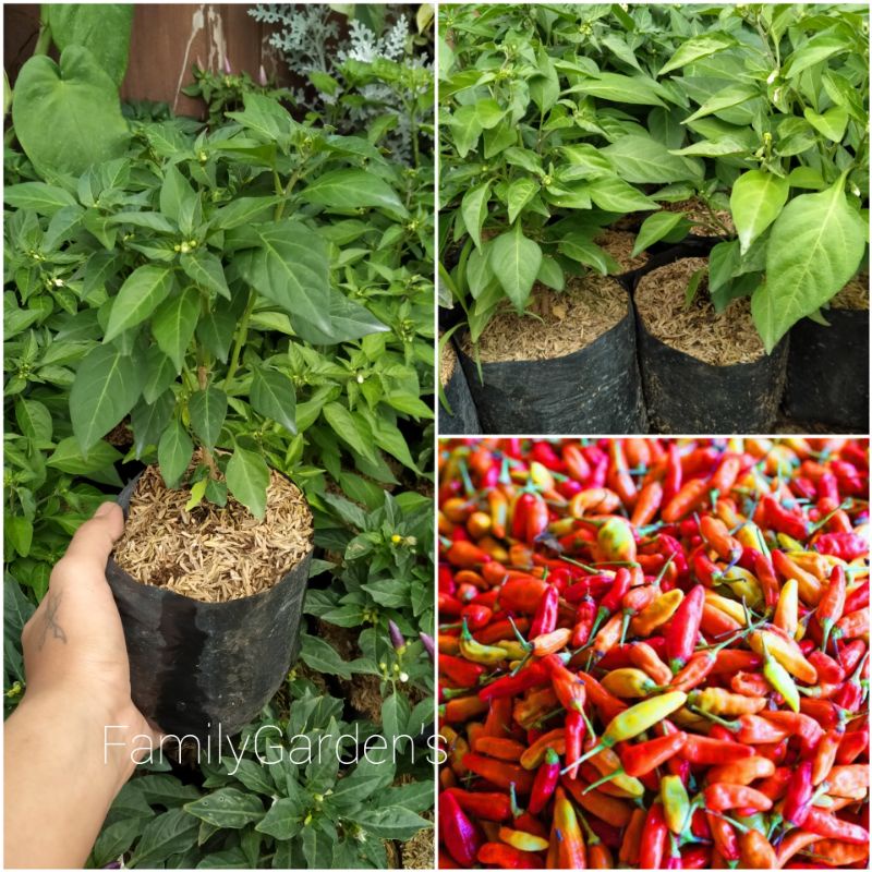 Bibit Tanaman Cabe Rawit Super / Cabai Rawit / Lombok Lalap