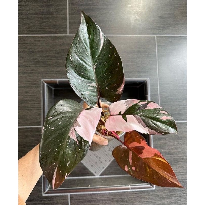 Philodendron Anderson