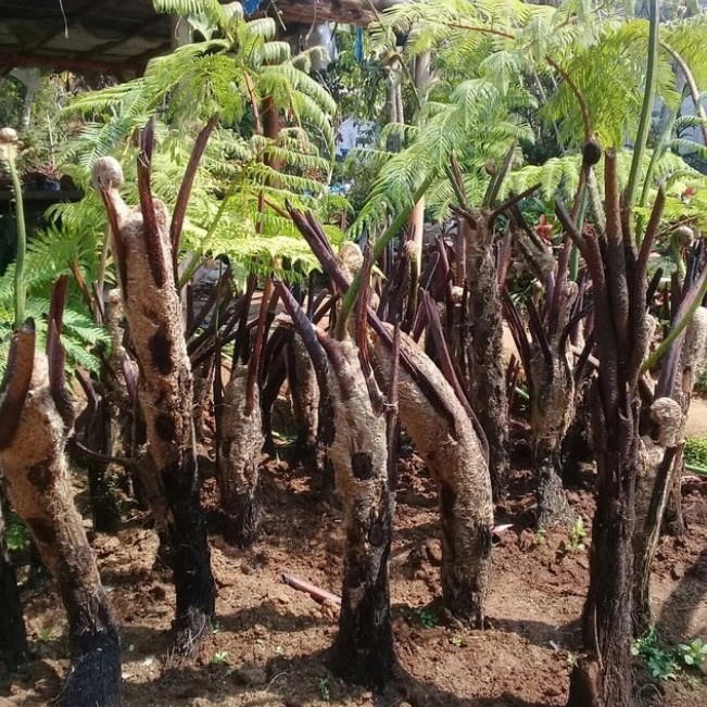 

pakis monyet ukuran 150cm hidup