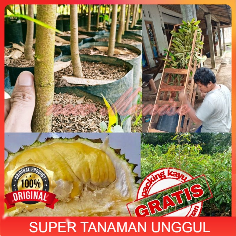 Bibit Durian Bawor Superan (GRATIS PACKING KAYU)
