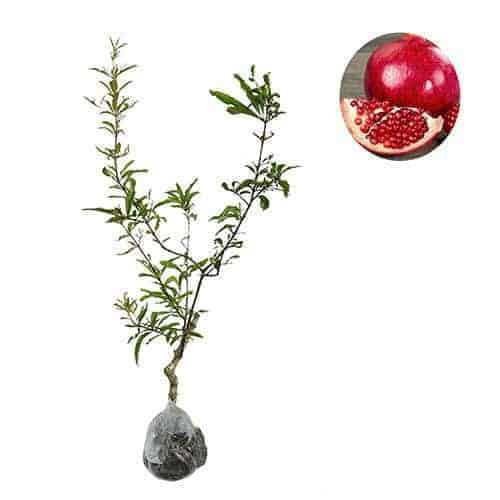 delima super merah (Punica granatum L)bibit tanaman buah tambulampot