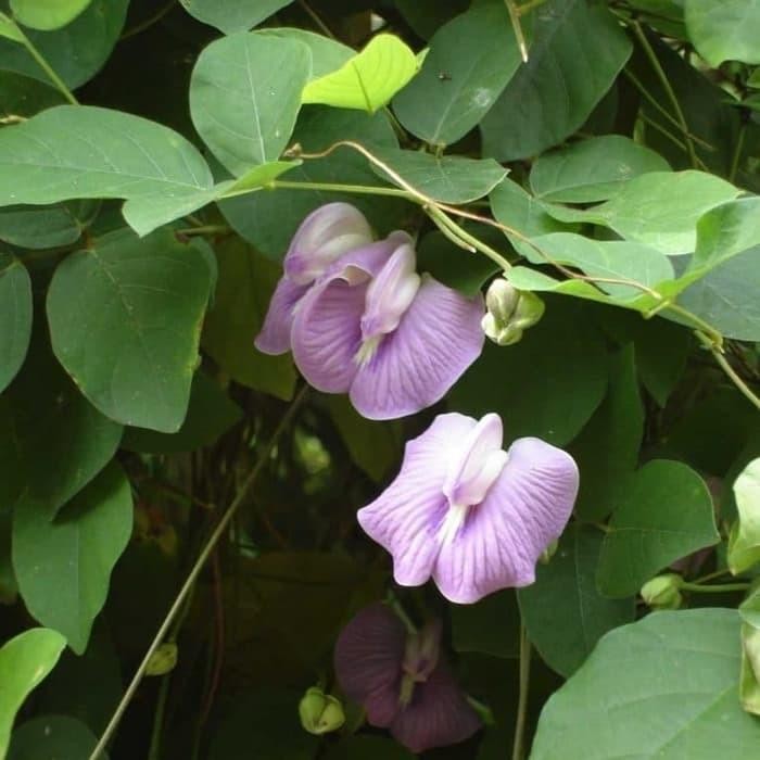 ( 10 Gram ) Benih CP Centrosema Pubescens