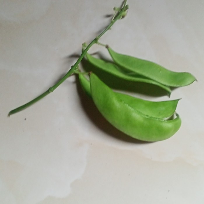 

makanan sehat sayur roay/koro