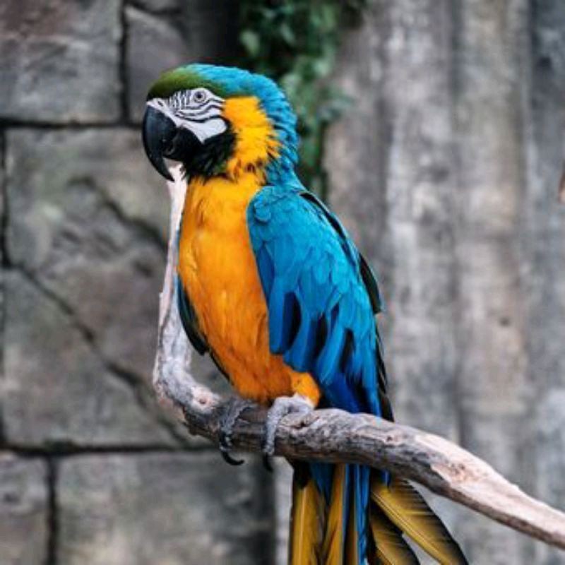 

telur fertil burung macaw blue and gold original
