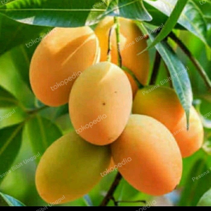 Bibit Mangga Madu Afrika Okulasi