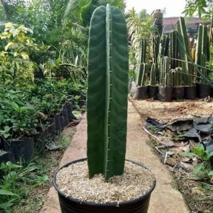 

( BISA COD) TANAMAN HIAS KAKTUS KOBOI TANPA DURI TINGGI 35-45 CM -