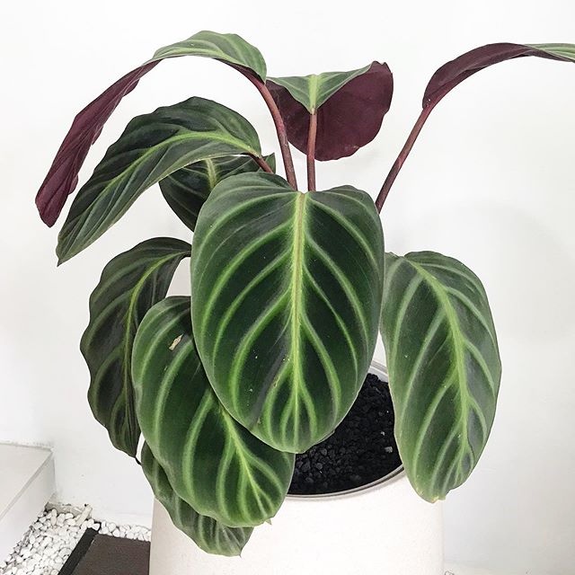 Tanaman Hias Calathea Ecuadoriana - Bunga Calathea Murah - plansttara
