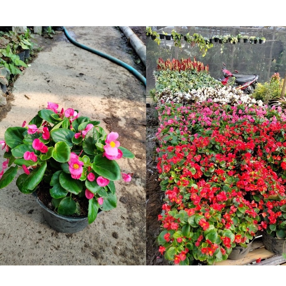 Tanaman Hias Bunga BEGONIA BALI Mini - Bunga Hias Begonia Mini