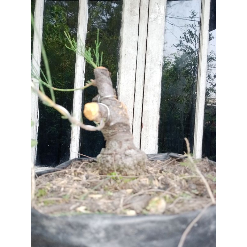 bahan bonsa cemara udang bogel formal style prospek mame unik langkai