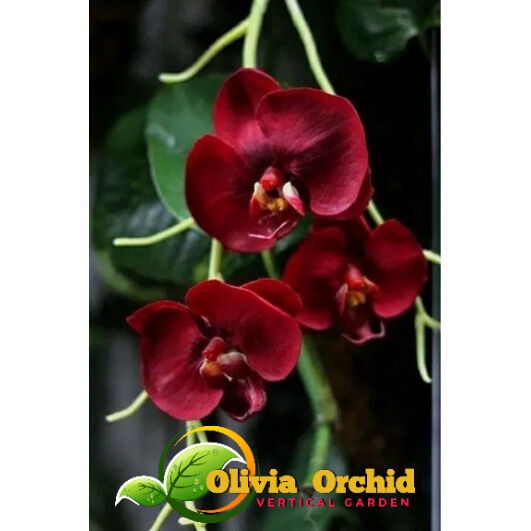 ANGGREK DENDRO ANGGREK DENDROBIUM Anggrek dendrobium dewasa bunga Merah Maroon
