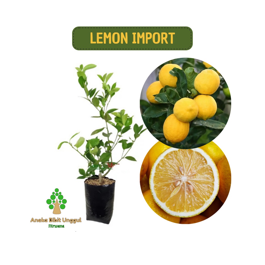 BIBIT JERUK LEMON IMPORT AMERIKA - BIBIT JERUK LEMON CALIFORNIA - BIBIT JERUK LEMON