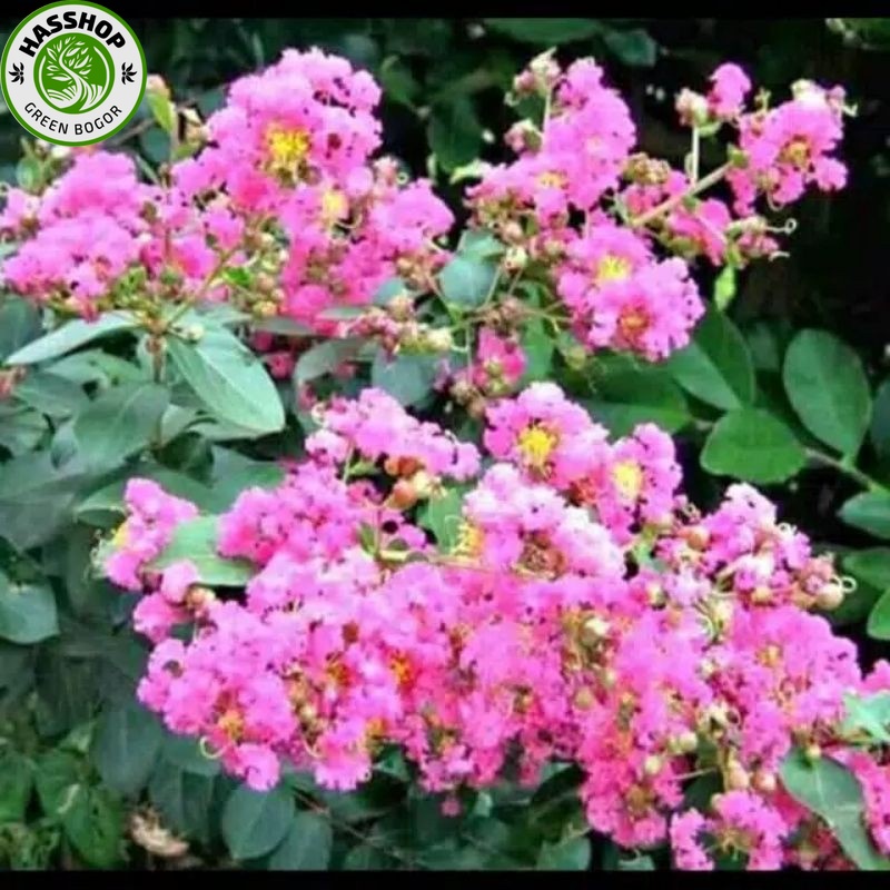 Promo  {COD} BIBIT TANAMAN SAKURA JEPANG MIKRO