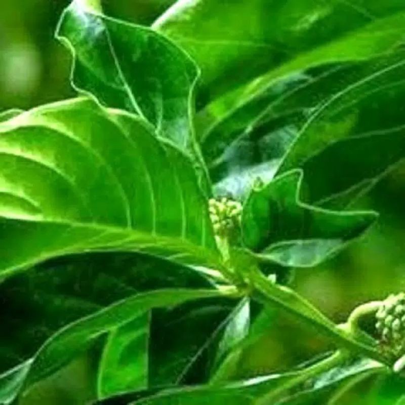 

cod daun mengkudu fresh/daun face segar 100 gram mugilaris