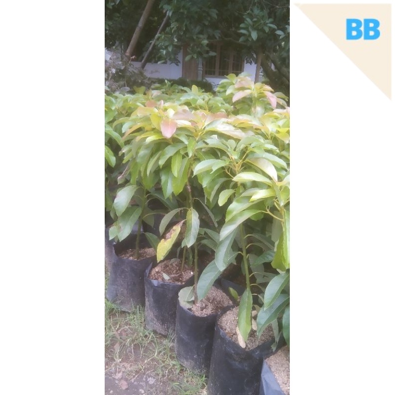 apukat yellow vietnam