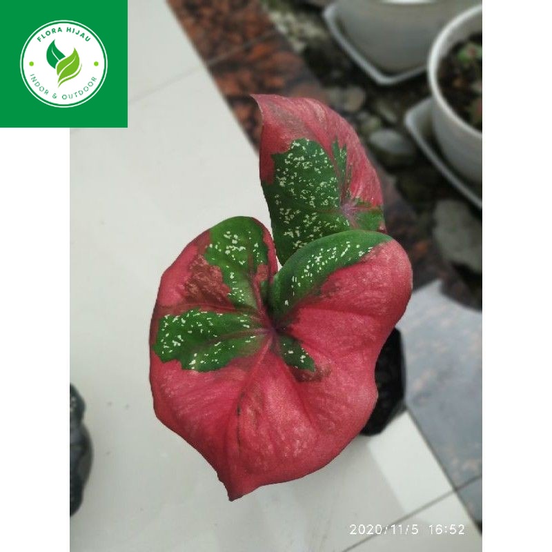~ ( BISA COD )  Bibit Tanaman Hias Caladium Baret Merah / Anakan Keladi Baret Merah / Bunga Hias Kel