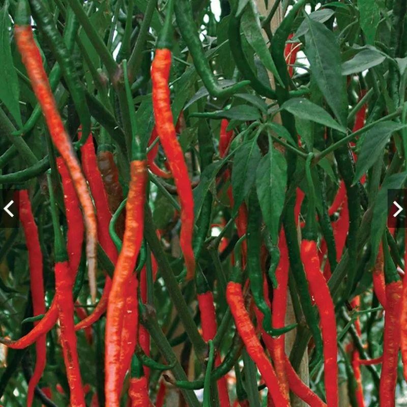 200 BENIH BIJI CABE KERITING MERAH SUPER