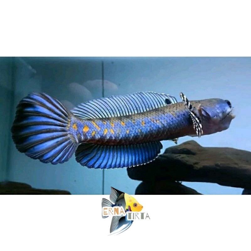 Pemanis akuarium Promo big sale blue pulchra baby bahan biru size 7-10cm istmewa yellow spot jos ern