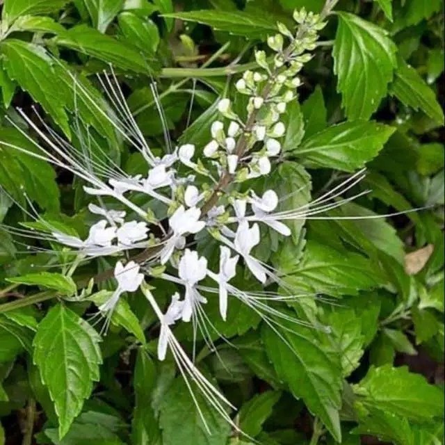 

Daun kumis kucing segar murah per 400 gram