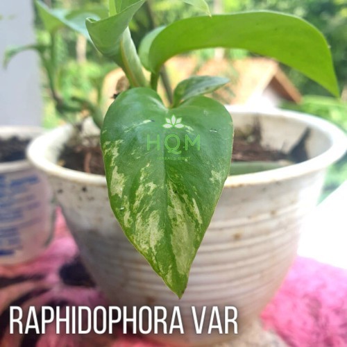 Tanaman langka Duda bolong varigata - raphidophora variegata - bonggol tunas