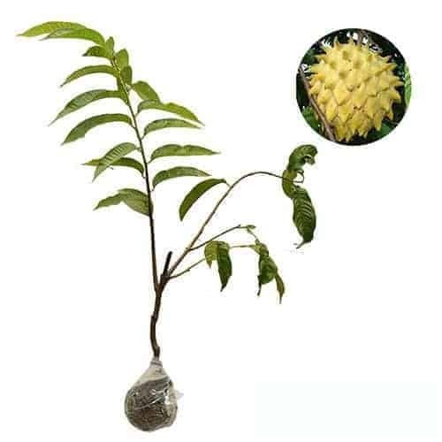Bibit tanaman Buah Biriba /Srikaya Nanas/srikaya Durian Berkualitas