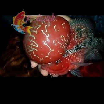 hiyasan akuarium Burayak Super Red Dragon Louhan SRD Super Boom Head/Jenong p iwak
