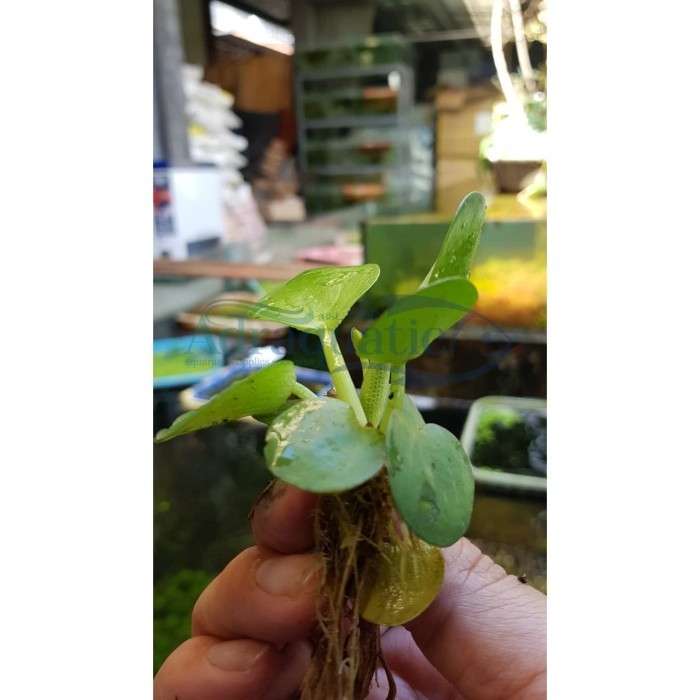 TANAMAN AIR GIANT AMAZON FROGBIT APUNG LIMNOBIUM LAEVIGATUM CUPANG