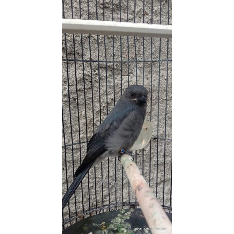 Srigunting abu rawatan gacor mulus - Romeesa