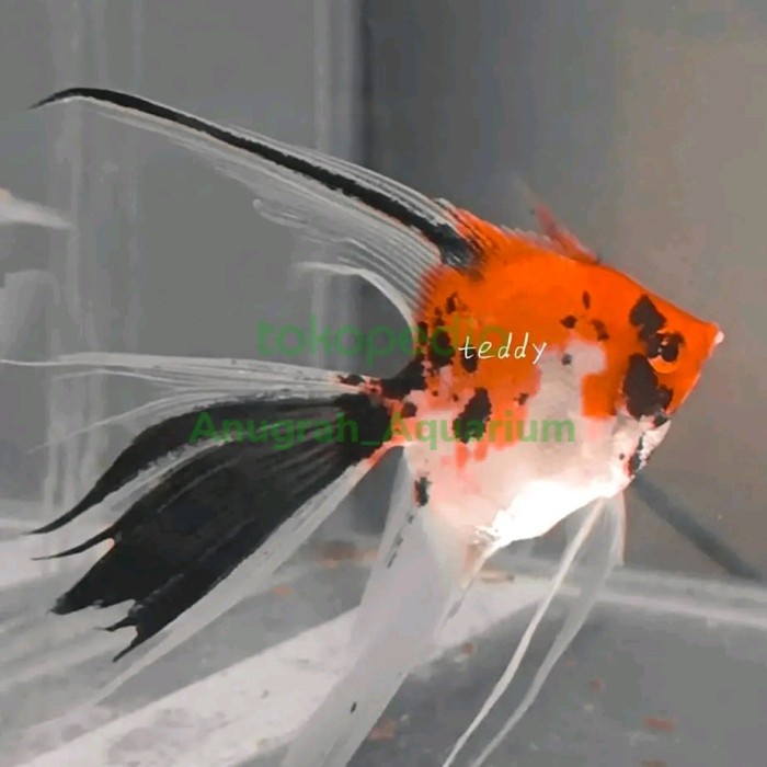 manfish red devil slayer berkualitas ikan hias air tawar