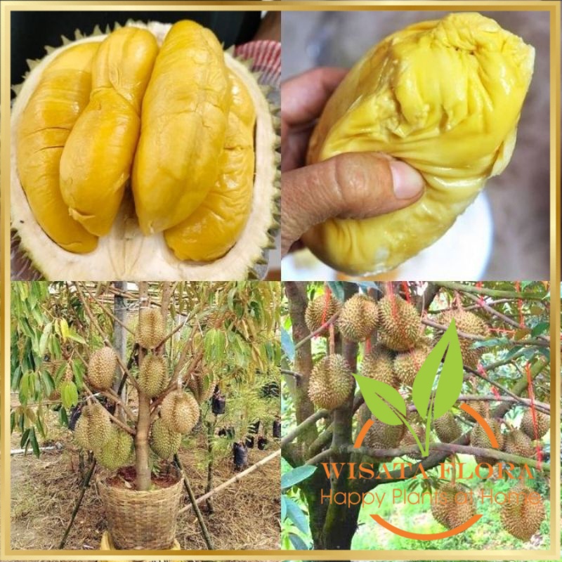 BIBIT POHON | BUAH DURIAN | MUSANG KING KAKI 3 |  Buah Pahit & sedikit Manis | Daging Tebal | berbij