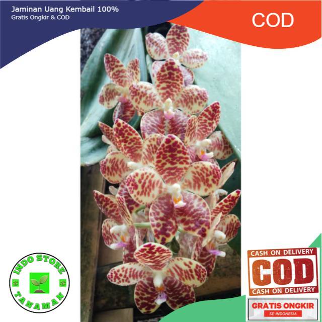 Anggrek Phalaenopsis Gigantea Seedling