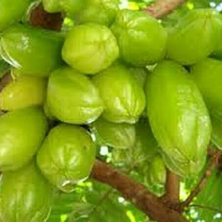

[PROMO]blimbing wuluh segar 250gr belimbing wuluh