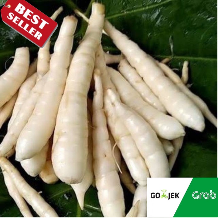 

Umbi Garut Segar 1kg - Obat Asam Lambung Gerd Bisa Sameday Instan