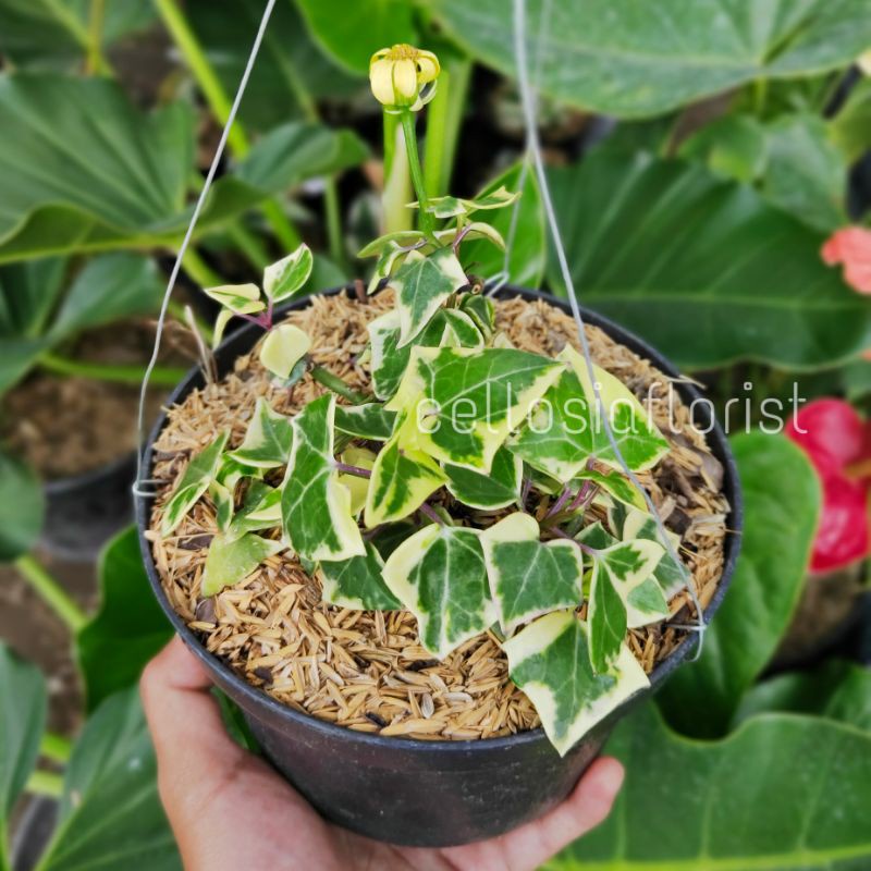 Tanaman Hias Happy Ivy Variegata (Hedera helix 'Variegata)