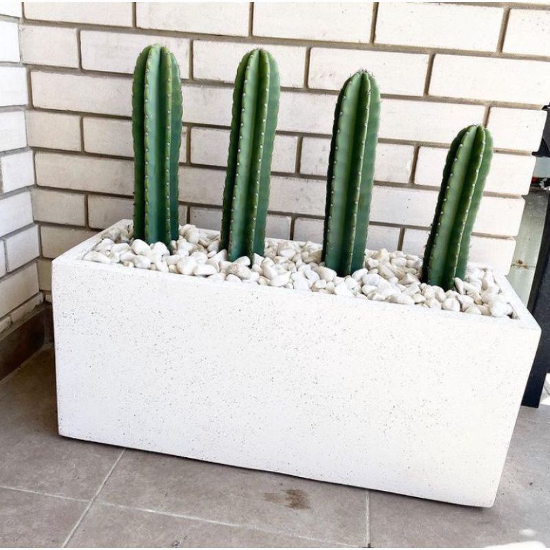 ( TERMURAH) Tanaman Kaktus koboi Tinggi 25-35Cm -Pohon Kaktus koboi - Tanaman Hidup Kaktus koboi