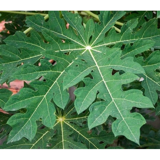

Promo 1 Kg Daun Pepaya Segar / Herbal dan Kecantikan Alami WN