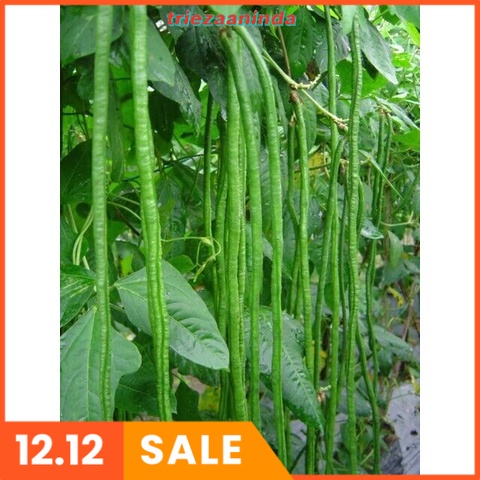 Tricoderma Cair Fungsida PGPR Rhizobium Floraone 1 L, Pupuk Hayati