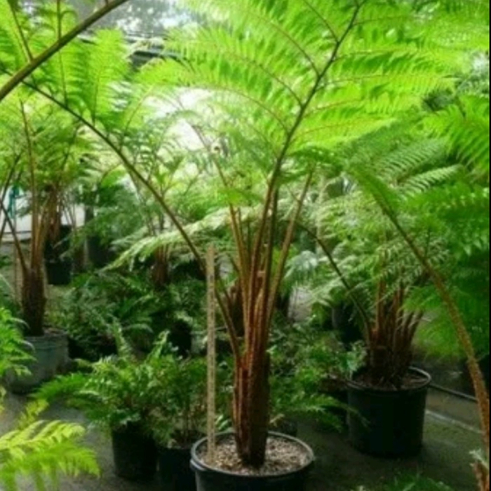 Pakis monyet tanaman hias pakis hutan