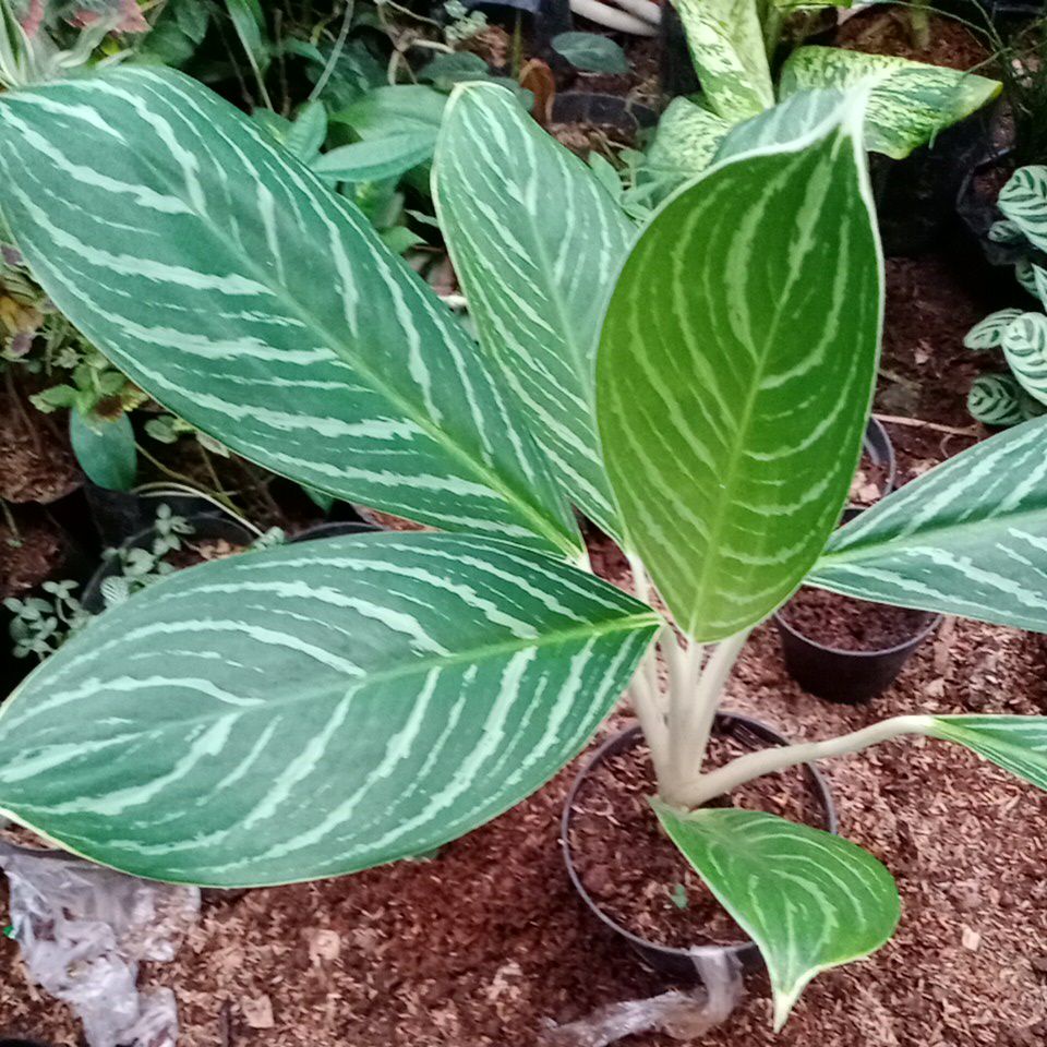 Tanaman Hias Aglaonema Green Strip  - Diven Tulang