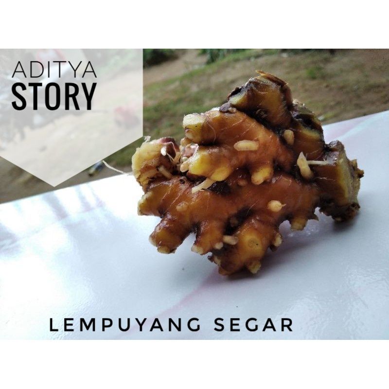 

COD Lempuyang Lampuyang segar herbal 500gr mugilaris