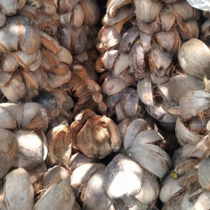 sabut kelapa kering media tanam 5 pcs