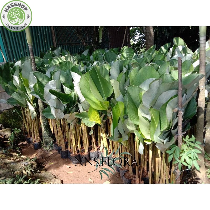calathea pisang - pisang pisangan calatea - pisang calatea